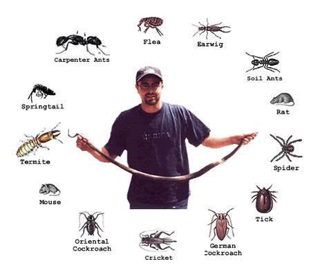 any pest we can help
