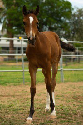 Dana Payne Scott Arabians