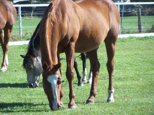 Kayscreek Veterinary Clinic