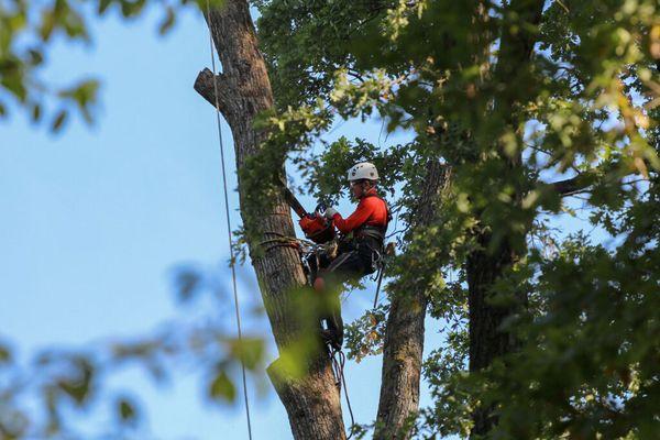 Orlando Tree Service