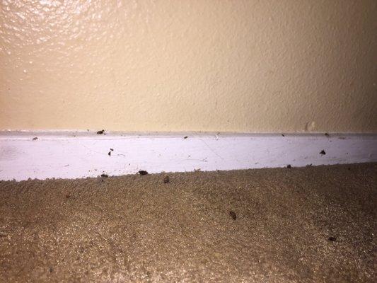 All I did was move my laundry basket and a bunch of roaches were there hiding! DO NOT MOVE HERE