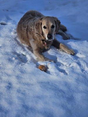Tail Wagging Fun, Let's Have Fun