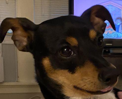 Wags & Whiskers Houston