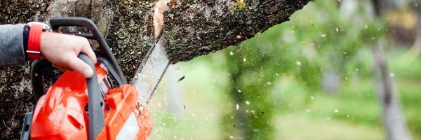 Arbor Care Professional Tree Service