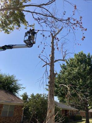 DFW Tree Master