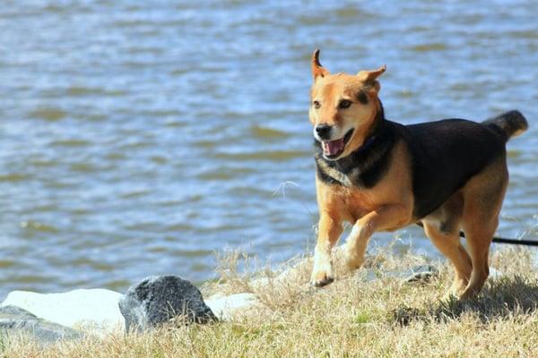 All Val's Pals Pet Services