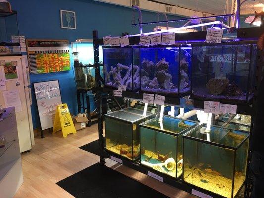 Beautiful tanks with great assortment of fish