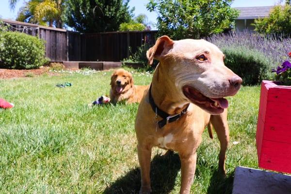 Bay Area Happy Hounds