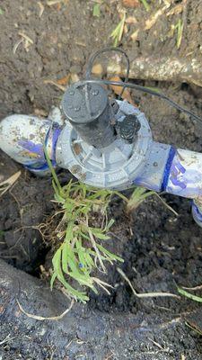 Evergreen Tree services & Landscaping