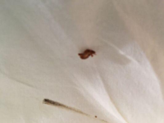 Bed bugs - totally disgusting