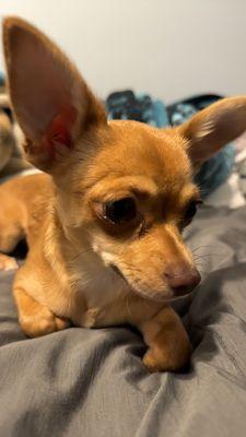 Shepard’s Pet Care