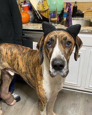 GC Services of Dawsonville