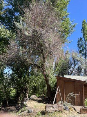 Dominos Landscaping and Tree Service