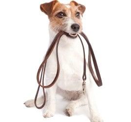 Effective and Affordable Dog Training and Solutions to Behavior Problems