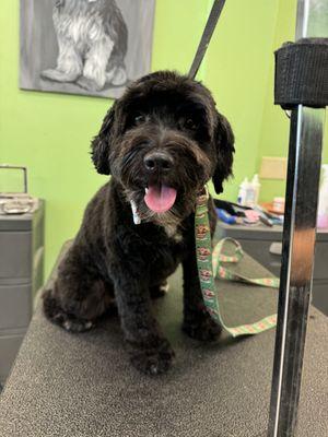 My Love Cuts Grooming