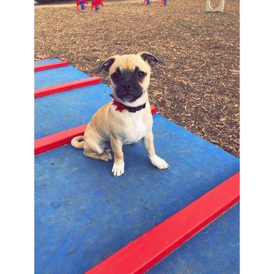 Morris Hill Dog Park