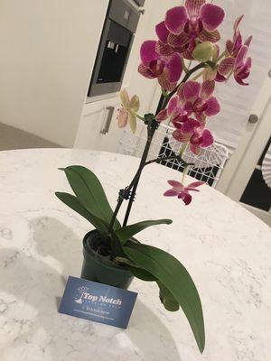 Top Notch Cleaning Crew