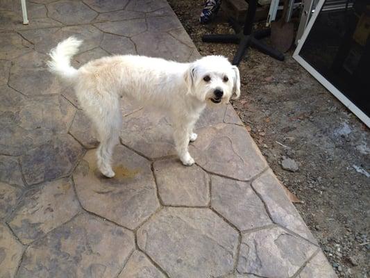Cooper and his new fur cut!