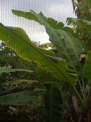 Affordable Hawaii At Pomaika'i Farm Bed & Breakfast