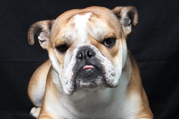 From Puppies to Newborns, we do it all! Professional Photography, Amateur Pricing