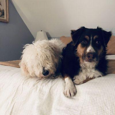 Brandt Christian, DVM - Selbyville Animal Hospital