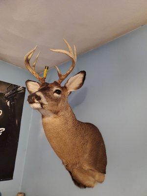 Bill's Taxidermy