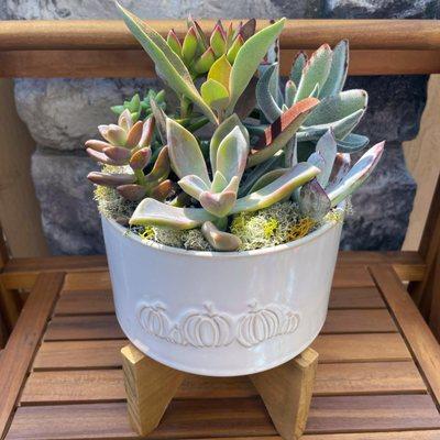 Smile for Succulents