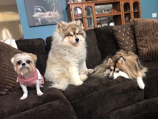 Pebbles, Blaze & Loki