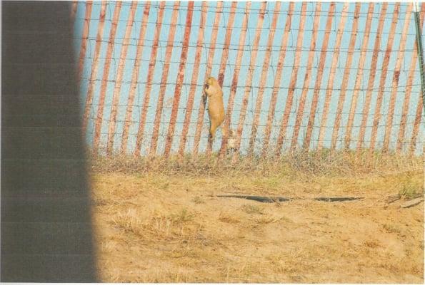 Git-R-Done Pest Control