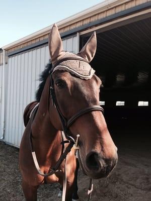 The bonnet we had done!