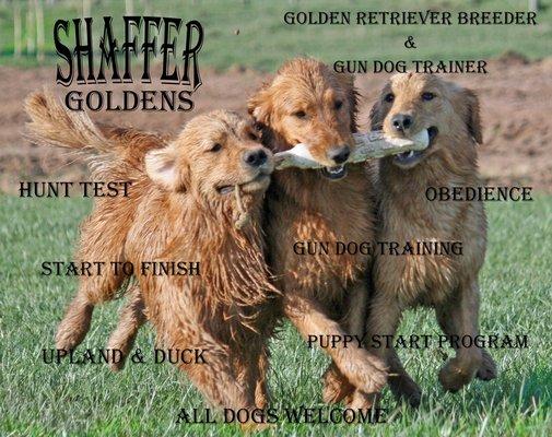 Shaffer Goldens