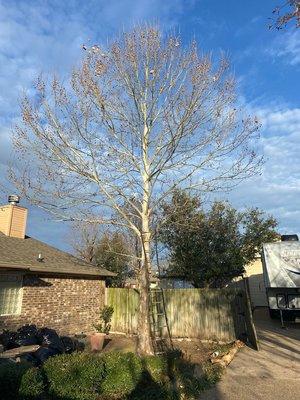 PL Tree service and Landscaping