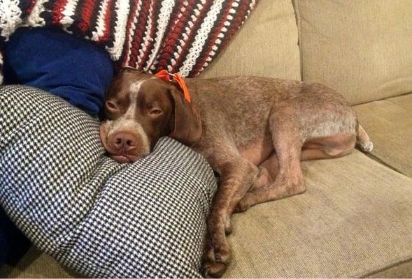 My pup, after a day at the dog zone