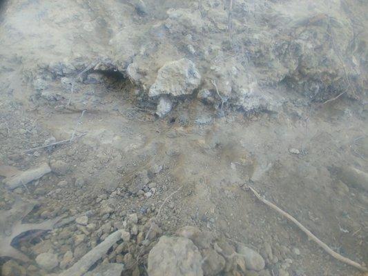 Dino fossils found Parkersburg