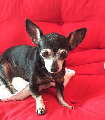 Friendly Pet Concierge provides pet boarding, pet sitting and dog walking for your furry love ones