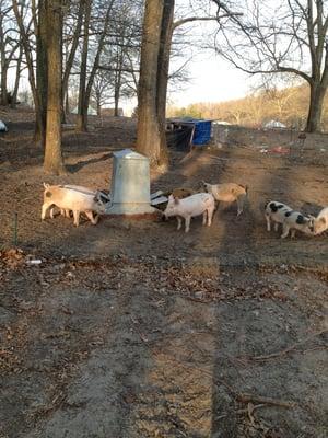 Natures Own Farm
