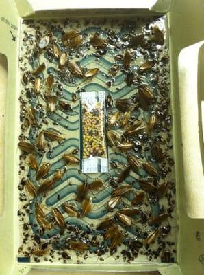 Noelani is full of this. Fuhhh.