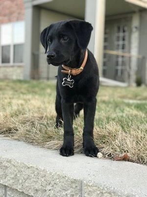 Back to being a puppy again.