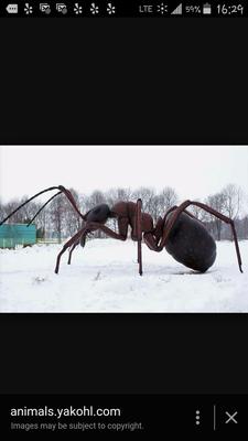 THIS is what we're up against...or so it seems when they plunk down on your head!!