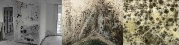 Charlotte Mold Removal