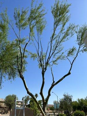 Carlos Rivera Landscaping