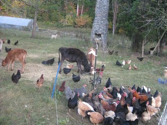 Sequatchie Cove Farm