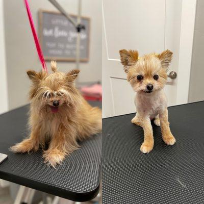 Ashlyn’s Pet Parlor