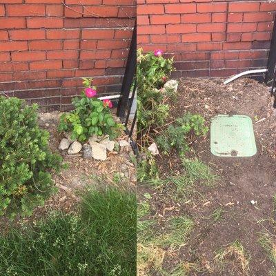 Oh, you prefer hedge roses BEHIND shrubs? Next time, blog about it and just pack the proper length of conduit.