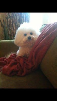 Thxs, Dr. Peggy, for getting us thru our tough time! RIP Talulah, 6/27/16