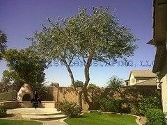 Palm West Landscaping