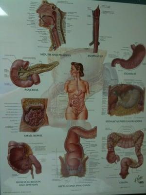 digestive system