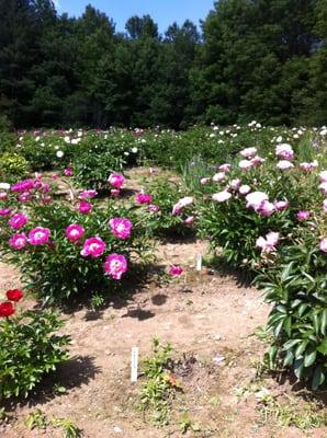Frost Hill Farm Peony Nursery