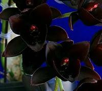 Pine Ridge Orchids Wholesale