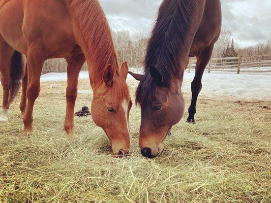 Ridgeline Equine Nutrition and Performance Services